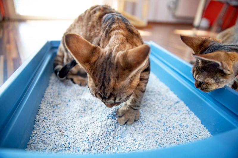 For a Donation, This Shelter Will Put Your Ex’s Name Where It Belongs—the Litter Box