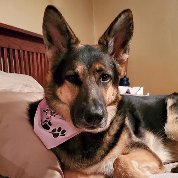 Rescued German Shepherd Saves Owner’s Life Months After Being Adopted