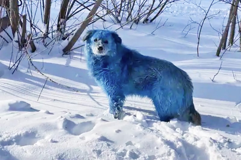 Wondering How These Russian Dogs Turned Blue? Maybe They Rolled in It