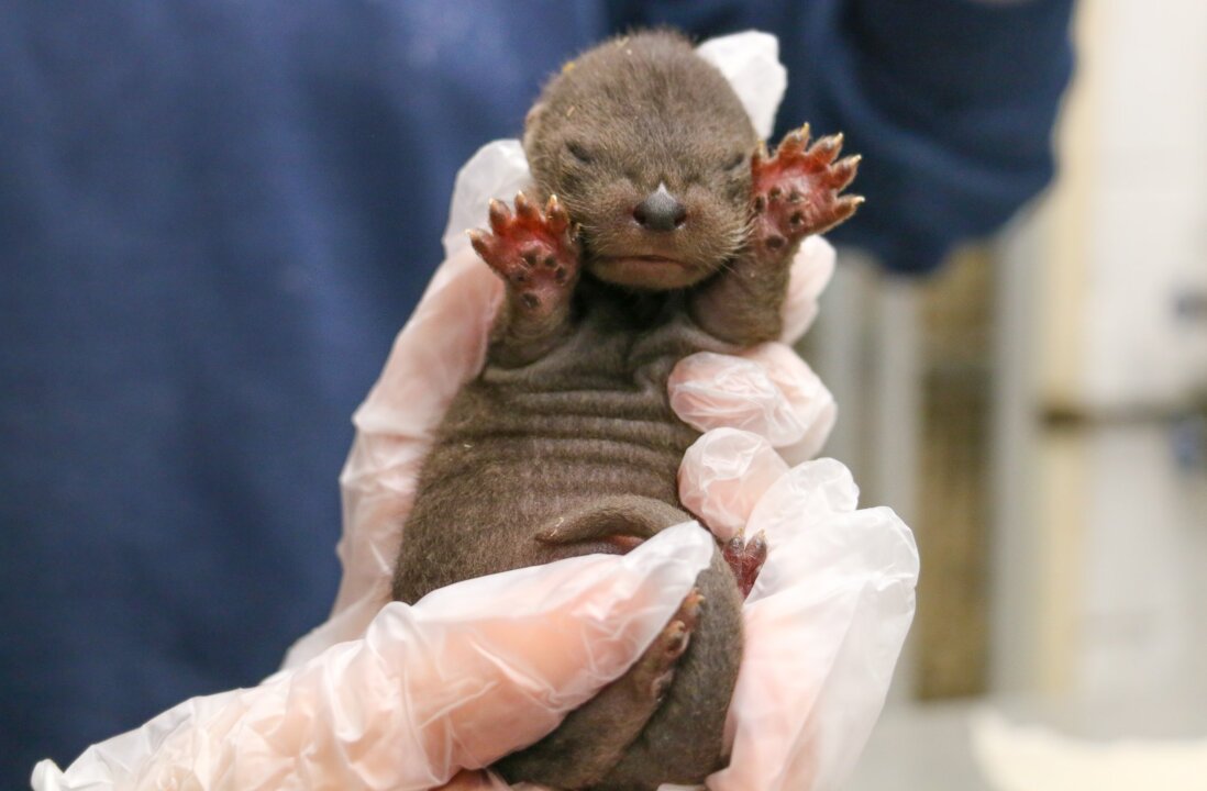 Awww: Rhode Island Zoo Welcomes Quadruplet Baby River Otters