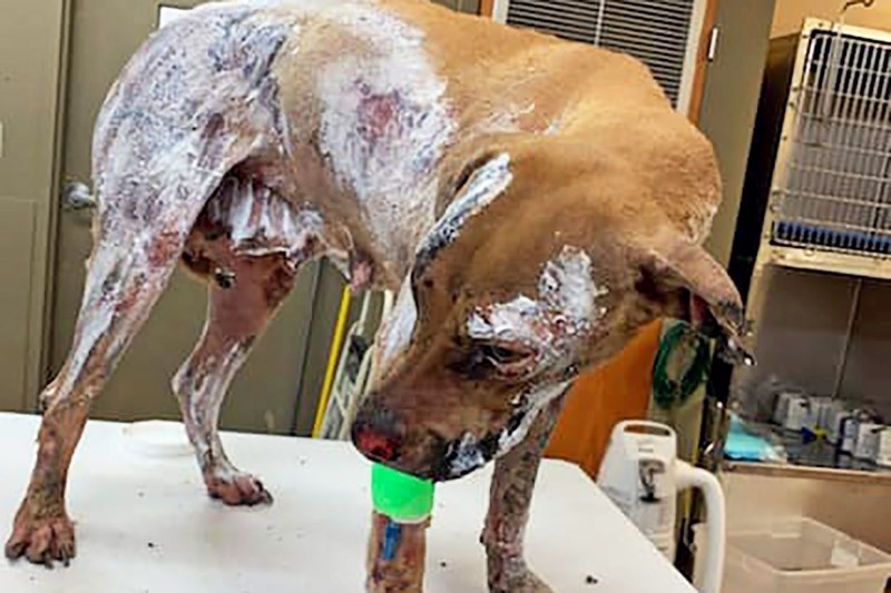 Louisiana Dog Is the First Canine To Receive ‘Breakthrough’ Treatment for Severe Burns