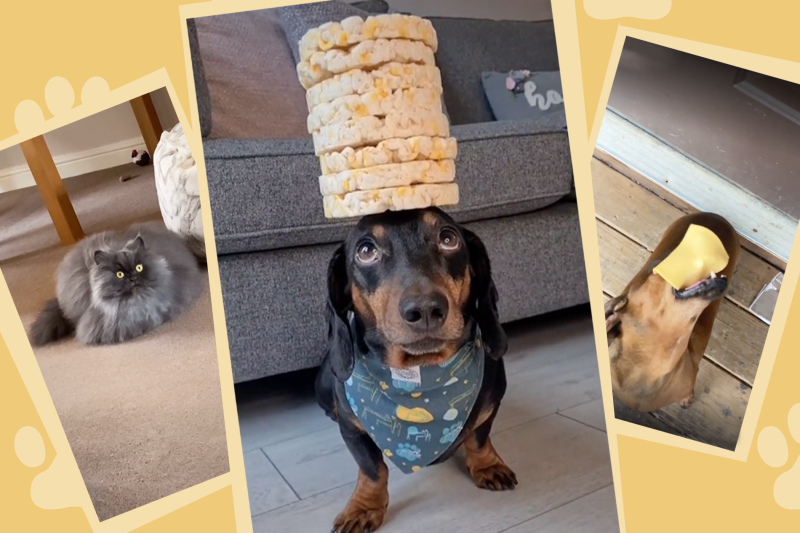 Rice Cakes, Cheese, and Puppies: Our 7 Favorite TikToks of the Week