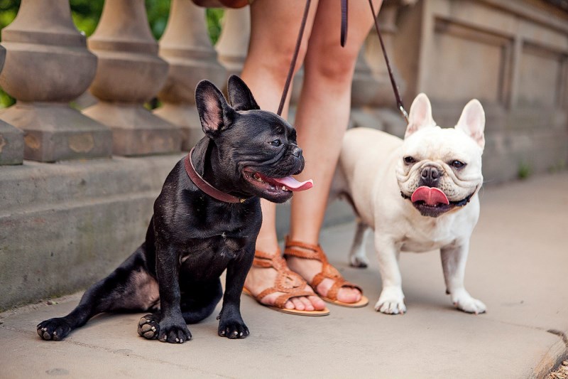 Are French Bulldogs More Likely to Be Stolen Than Other Dogs? Maybe.