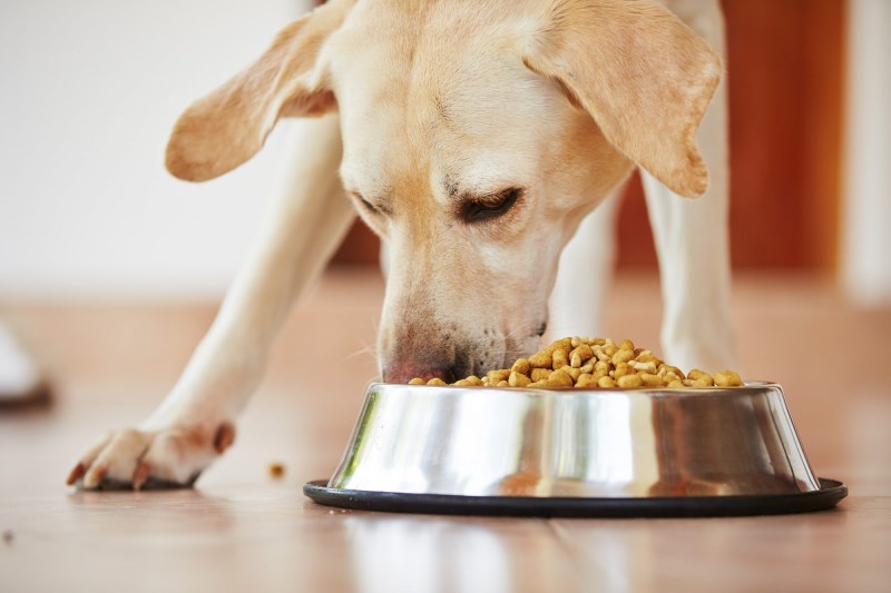 New Jersey Company Recalls All of Its Dog Food Because of Listeria, Salmonella Concerns