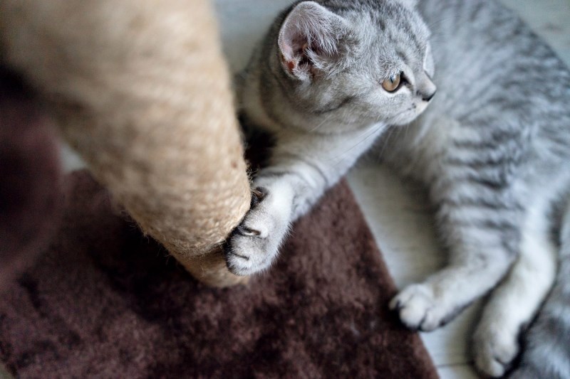 City of Austin Bans Cat Declawing