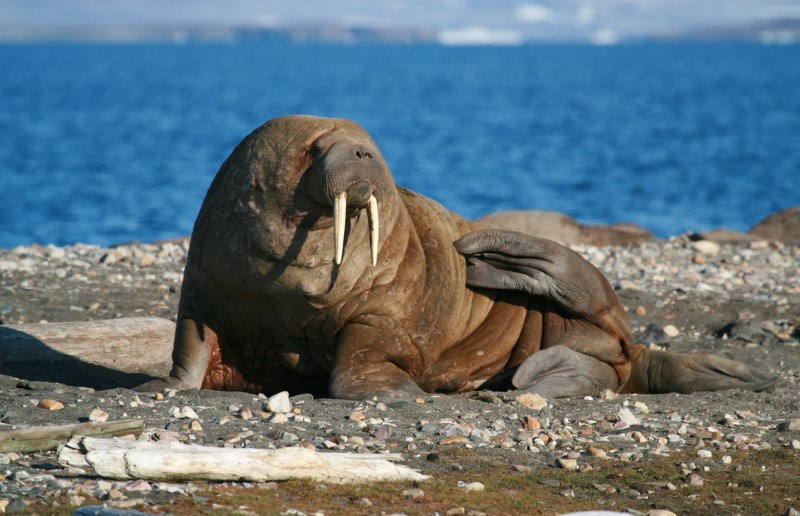 This Walrus on the Coast of Ireland Is All of Us After Daylight Saving Time