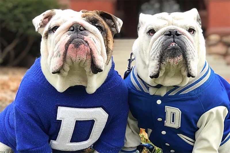 Don’t Have a Team for March Madness? Root for a School With a Dog Mascot