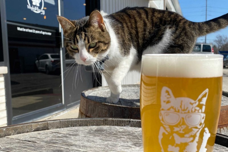 Brewery Cat Luther Enjoys Sunbeams of Retirement at Windmill Brewing