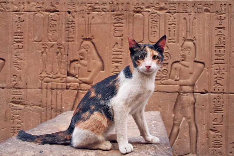 Study: Ancient Animal Burial Ground Shows Egyptians Had Pets