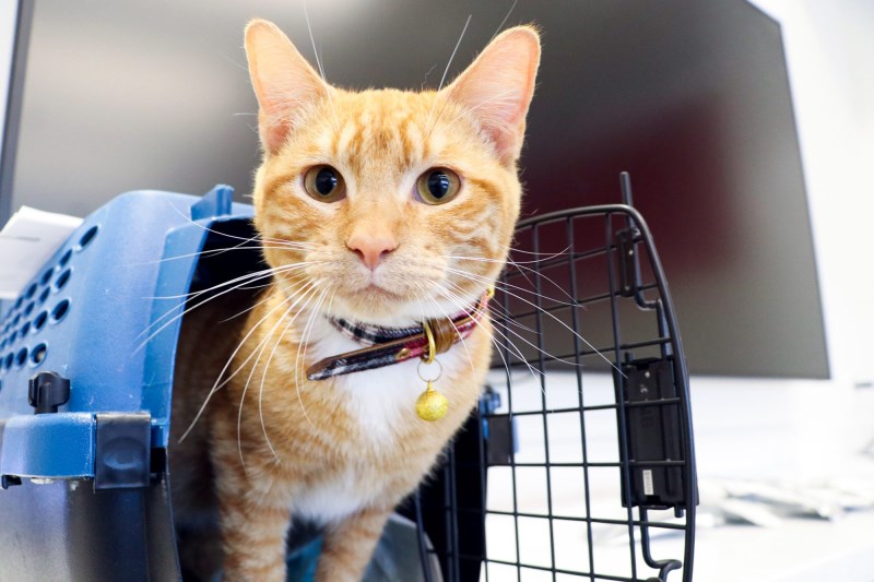 After Winter Storm, Rescue Flight Transports 27 Texas Cats to Eventual Adoptions in Kansas City