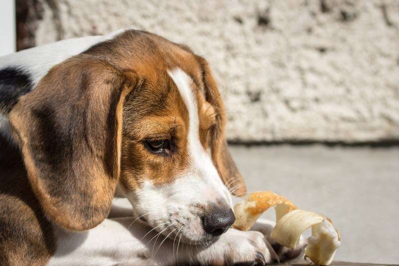 Petco Removes Traditional Rawhide Products from Shelves