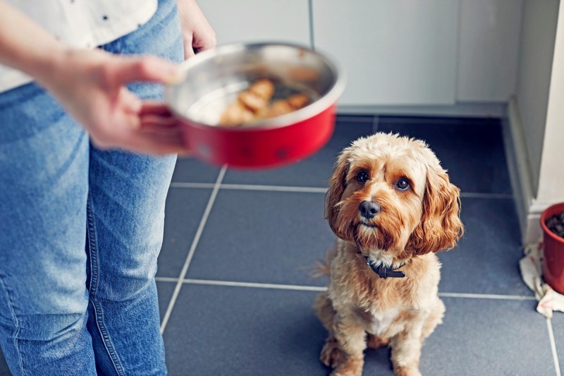 Midwestern Pet Foods Recalls Dozens of Dog, Cat Foods Because of Salmonella Concerns