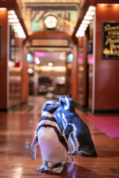 Penguins Crashed a Seafood Restaurant in Chicago and the Photos Are Just As Hilarious As We’d Hoped