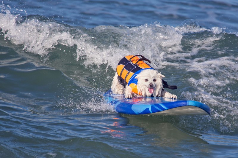 These Surfing Dogs Have Us All Pawing for a Trip To the Beach