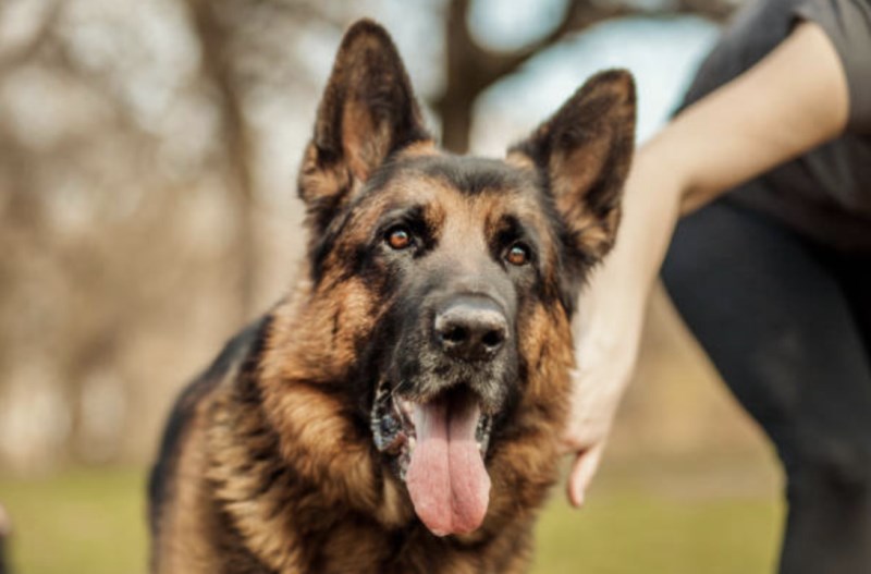 German Shepherd Wants to Pick a New Toy, So She Jumps Right Into the Bin