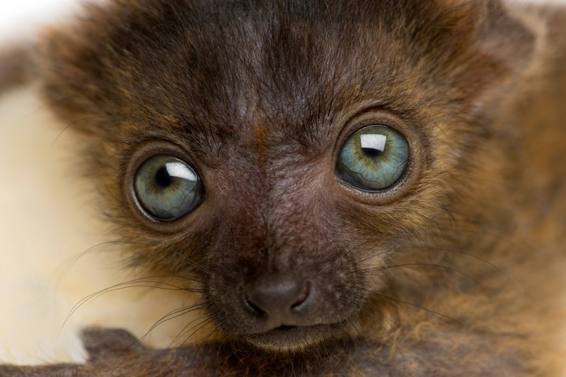 Seattle Zoo Celebrates 1st Birth of Baby Lemurs in 16 Years