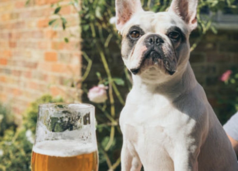 Busch Beer Is Hiring a Dog to Serve As Its Chief Tasting Officer to Promote Its Dog Brew