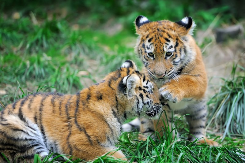 Cleveland Zoo Celebrates Debut of 3 Endangered Tiger Cubs—and They Are So Dang Cute