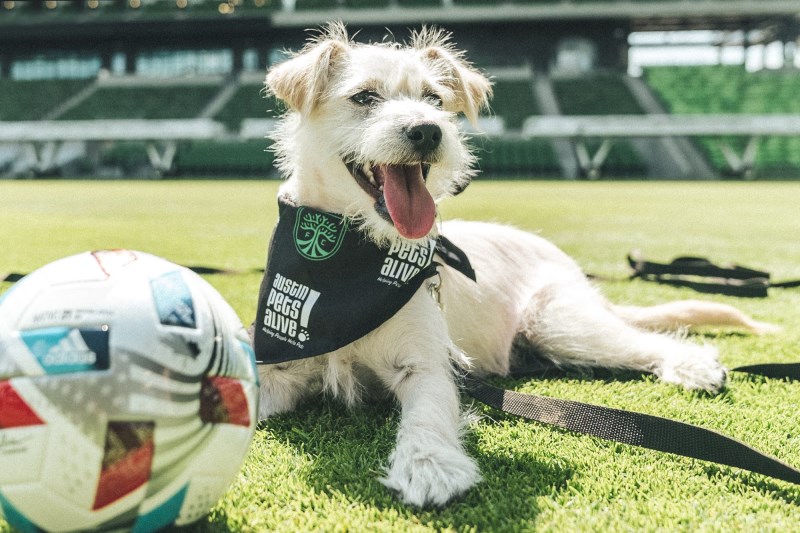 Soccer Club Austin FC Will Have Adoptable Dogs As Mascots This Season (a Program We Can Definitely Support)