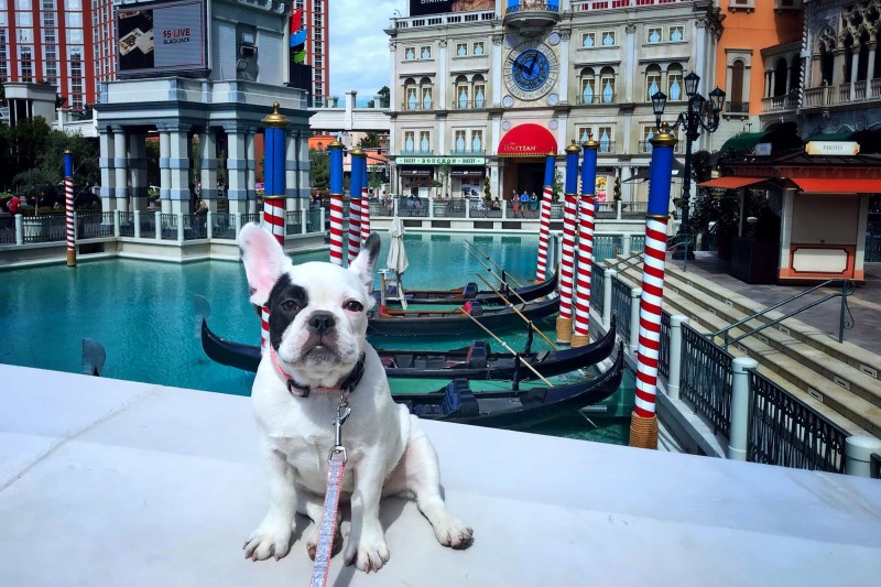 These Are the 5 Best U.S. Cities for Dogs, According To Forbes Advisor