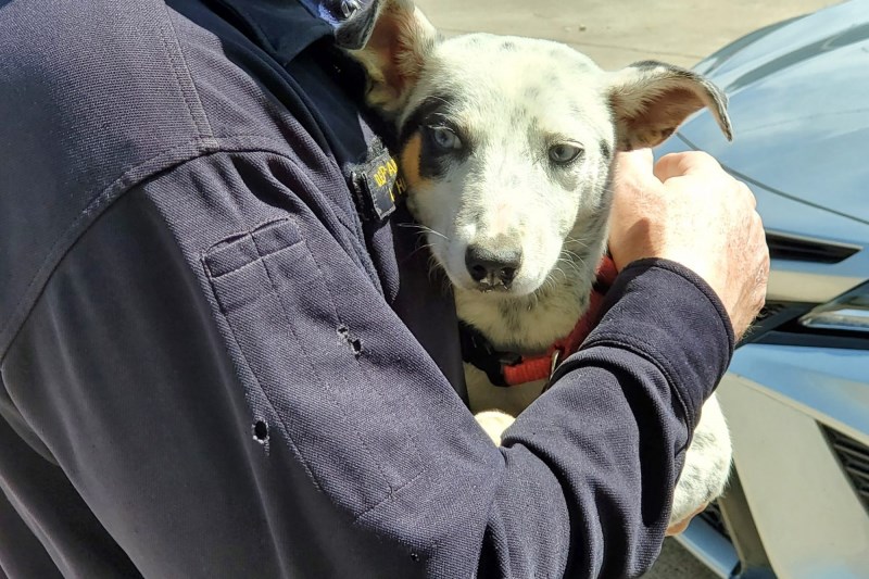 Texas Firefighter Adopts Dog He Helped Save from SUV Engine Compartment