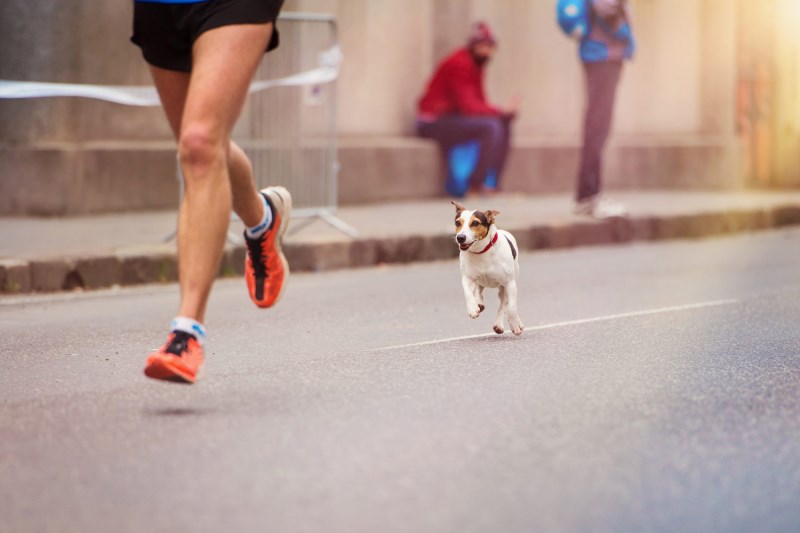 Extremely Fast Dog Joins Track Relay Race, Wins It Easily!