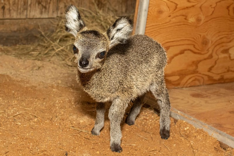 Meet the Cutest Lil’ Baby Antelope You’ve Ever Seen: a Klipspringer Born at Florida’s Brevard Zoo