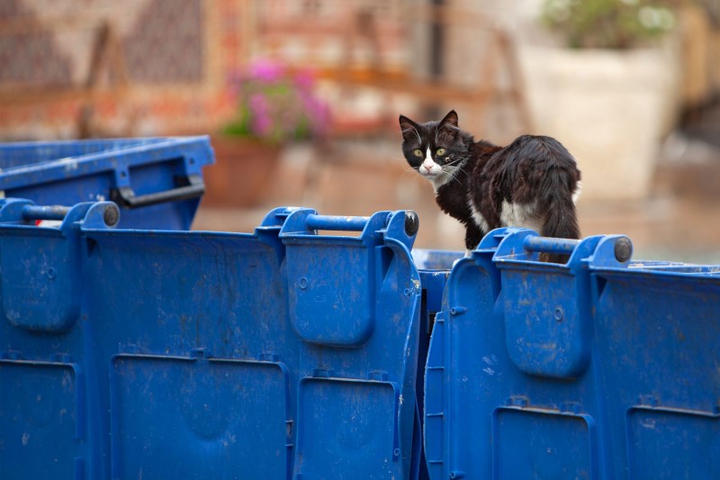 New York Garbage Men Save Kitten Bound for Trash Compactor