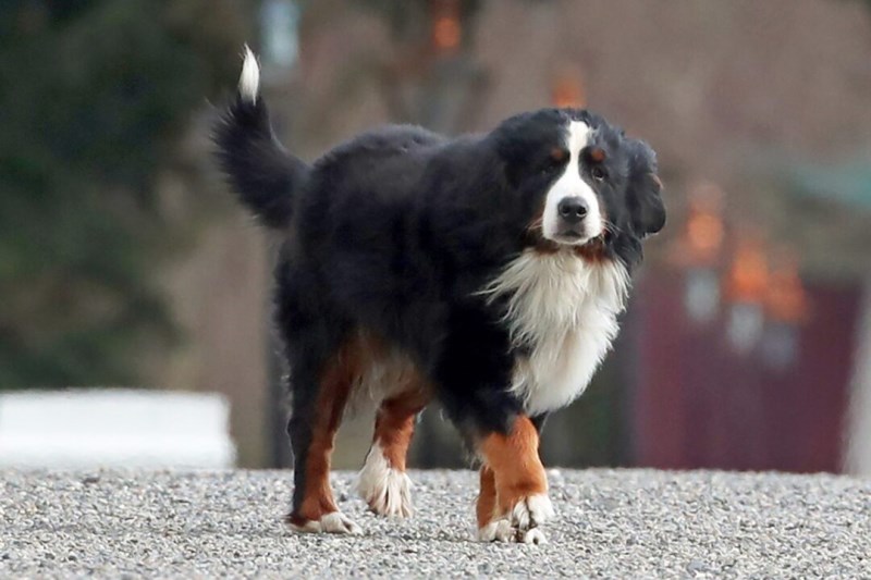 Irish President’s Dog, Misneach, Adorably Steals the Show During TV Interview