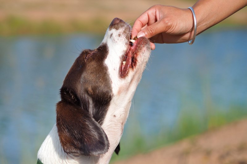 Zuke’s Natural Dog Treats Removes Mini Naturals Treats from Shelves Because of ‘Quality Issue’