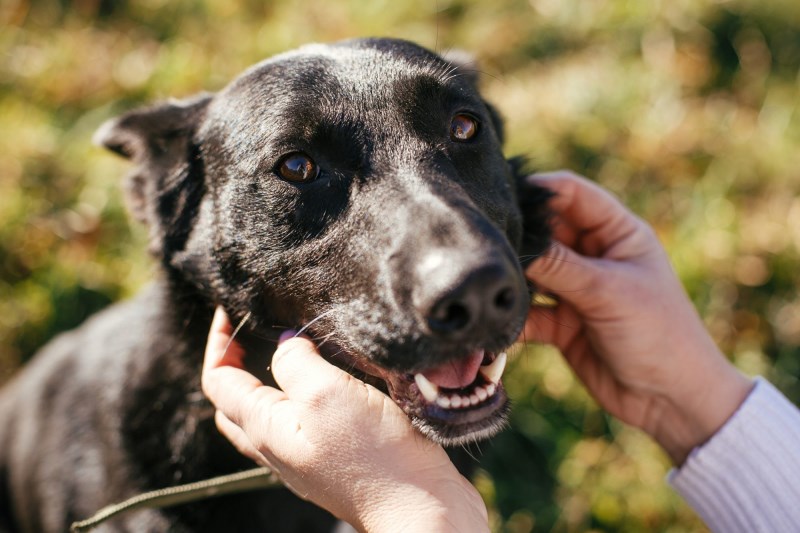 Stolen California Dog Reunites With Owner in Tear-Jerking Video