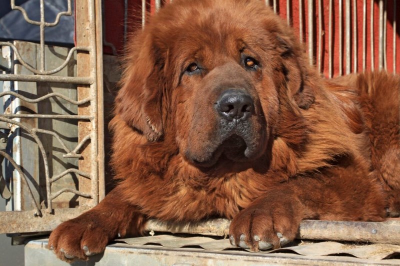 Viral TikTok Captures Massive Tibetan Mastiff (or Maybe a Bear?) Climbing into Back of Car