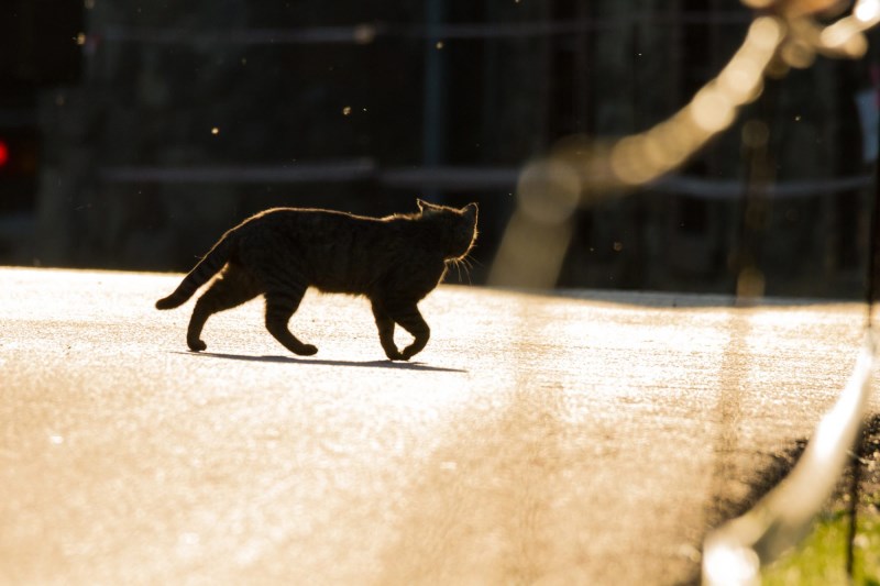 Watch This Courageous Cat Chase a Coyote from a British Columbia Parking Lot