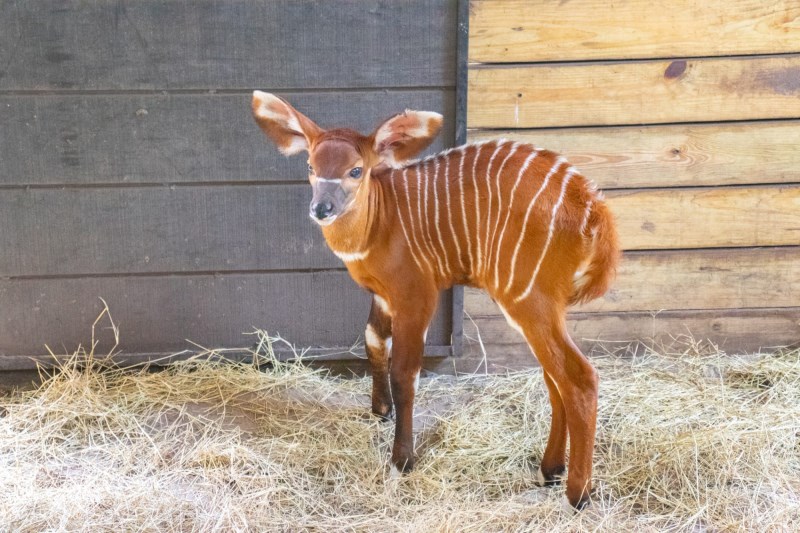 Join Us to Celebrate the Birth of a Beautiful Baby Bongo at ZooTampa