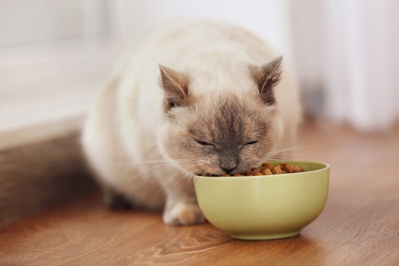 Natural Balance Pet Foods Recalls Some of Its Cat Food Because of Possible Salmonella Contamination