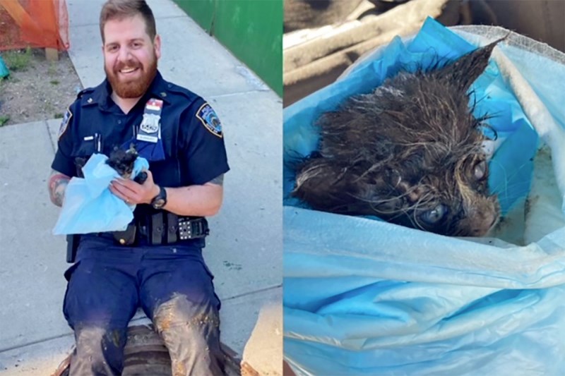 NYPD Officer Is Adopting the Kitten He Saved from a Brooklyn Sewer