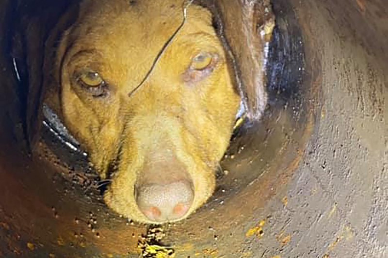 Rescuers Spend 5 Hours Saving Dog Who Had Her Head Stuck in Pipe