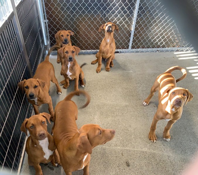 This California Shelter Took the Cutest Video of 7 Giant ‘Clifford’ Puppies and We Are Quite Simply Dead