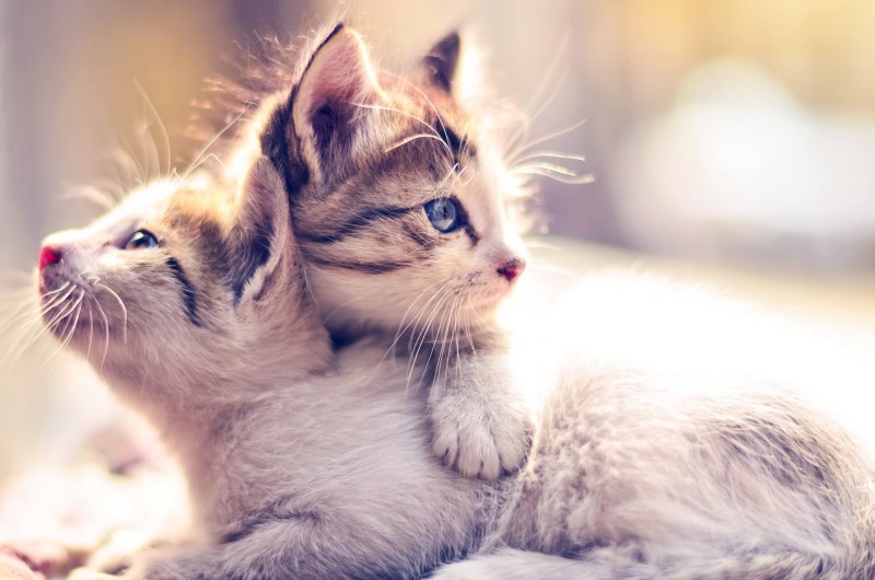 Enjoy This Video of the <em>Friends </em>Theme Song—But With Adorable Kittens