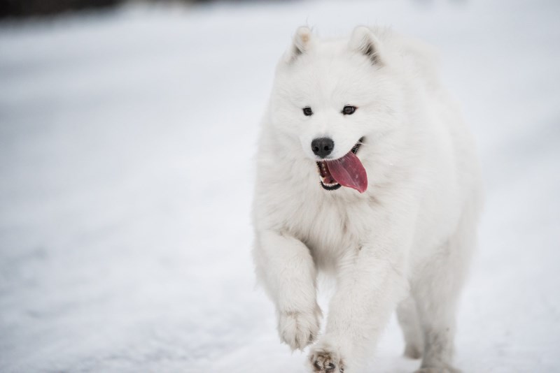 Russian Ice-Breaking Ship Rescues Samoyed  Dog Who Was Stranded on Arctic Ice Fields