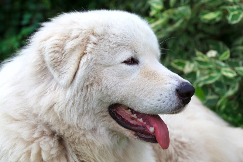 Eudy, a Penguin-Protecting Sheepdog, Leaves Behind a Heroic Legacy