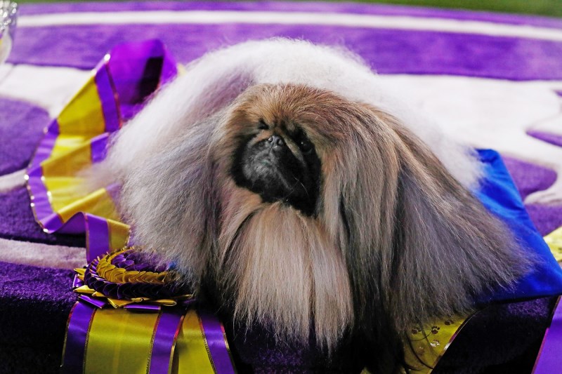 Westminster Dog Show 2021 Results: Pekingese Wasabi Takes Home Best in Show