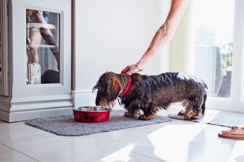 Freshpet Recalling Small Amount of Dog Food, Including Some Accidentally Sent To Stores