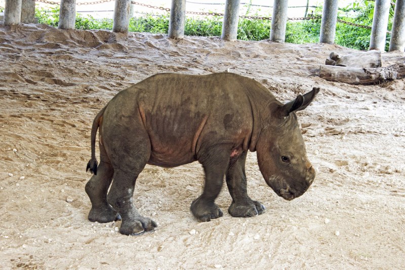 ‘Near Threatened’ Southern White Rhino Calf Born at Tampa Zoo (…and She’s Adorable)