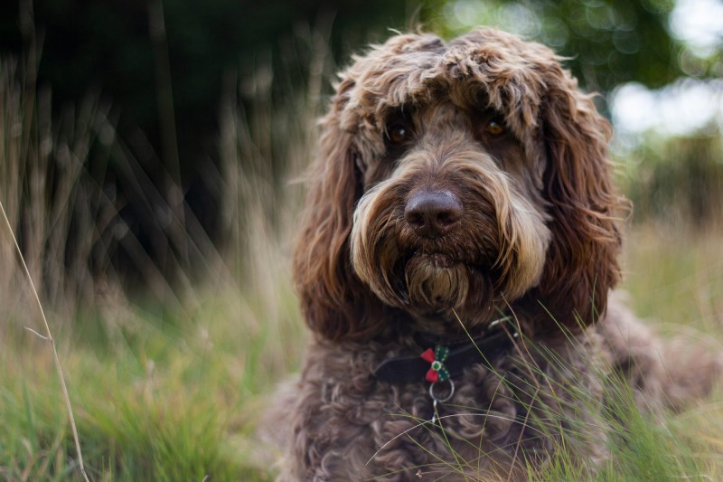 Heroic Therapy Dog Digby Helps Save Woman Who Was Contemplating Taking Her Own Life