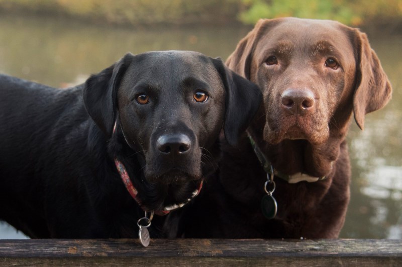 Meet Joy and Bas: Two Beach Cleaning Dogs on a Mission