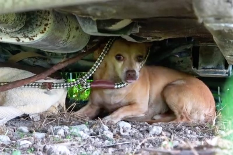 Drone Pilot Rescues Starving Dog Who Was Chained to Car After Hurricane