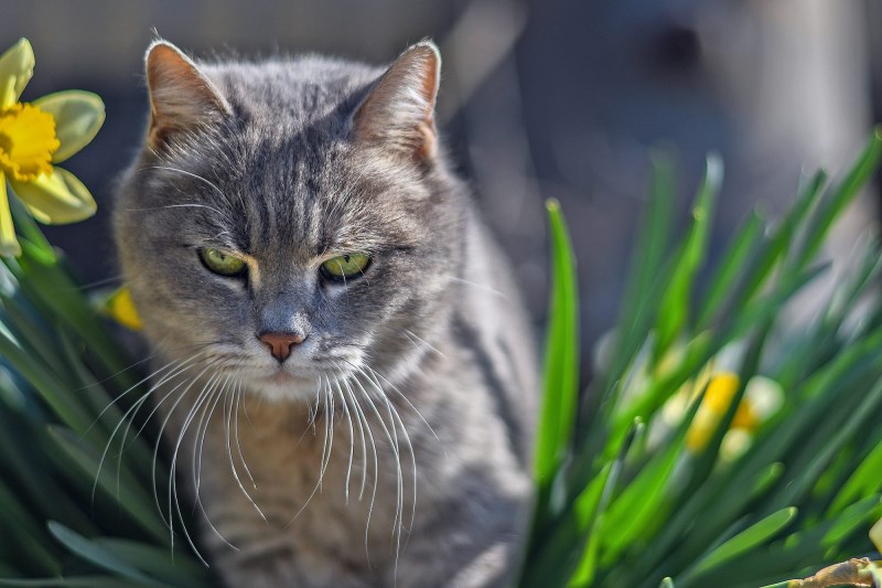 English Family Thought It Cremated Its Missing Cat, But Then He Reappeared