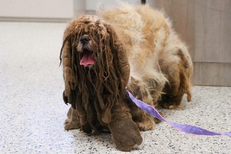 Shelter Rescues Stray Shih Tzu Who Was Carrying 6 Pounds of Heavily Matted Fur