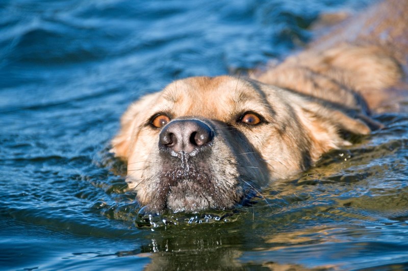 Goldendoodle Jumps Into Lake, Saves Baby Deer from Drowning